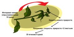 Трифлоксистробин (Зато) - Защита нового прироста благодаря эффекту</p> мезостемного перераспределения