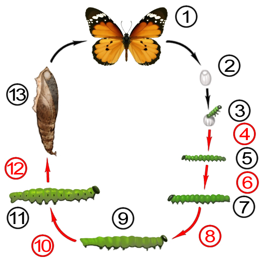 Стадии гусеница бабочка. Цикл развития насекомых бабочки. Жизненный цикл гусеницы бабочки. Цикл развития бабочки схема.
