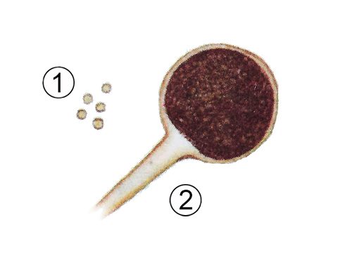 Rhizopus nigricans что это. 10 1 main. Rhizopus nigricans что это фото. Rhizopus nigricans что это-10 1 main. картинка Rhizopus nigricans что это. картинка 10 1 main