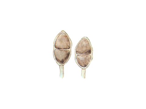 Пукциниевые - Gymnosporangium sabinae (Dicks.) G. Winter. - фото