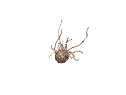 Эризифовые - Sphaerotheca mors-uvae Berk. Et Curt. - фото