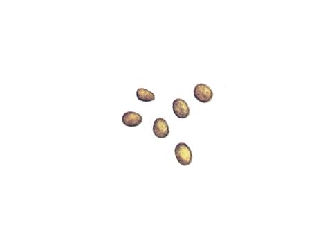 Устилягиновые - Ustilago tritici (Pers.) C.N. Jensen, Kellerm. & Swingle. - фото