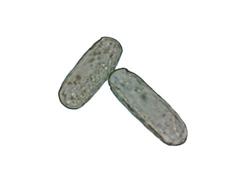 Эризифовые - Erysiphe umbelliferarum f.dauci - фото