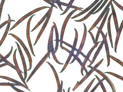 Туберкуляриевые - Fusarium oxysporum - фото