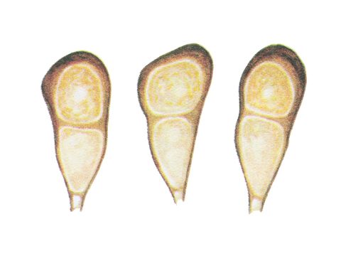 Puccinia triticina что это. Смотреть фото Puccinia triticina что это. Смотреть картинку Puccinia triticina что это. Картинка про Puccinia triticina что это. Фото Puccinia triticina что это