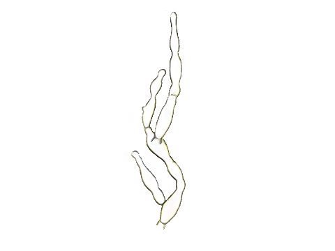Corticiaceae - фото