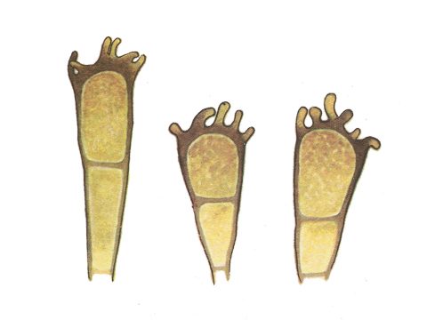 Пукциниевые - Puccinia coronata Corda. - фото