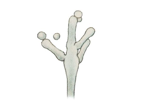 Монилиевые - Botrytis cinerea Fr. - фото