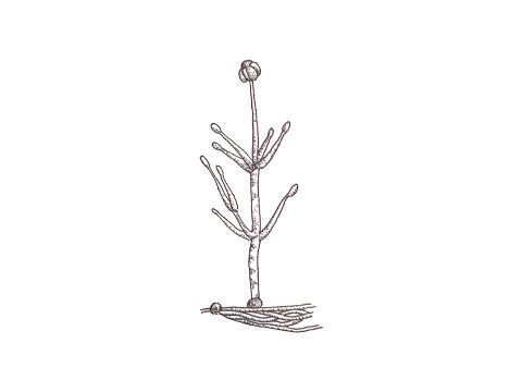 Монилиевые - Verticillium dahliae Kleb. - фото