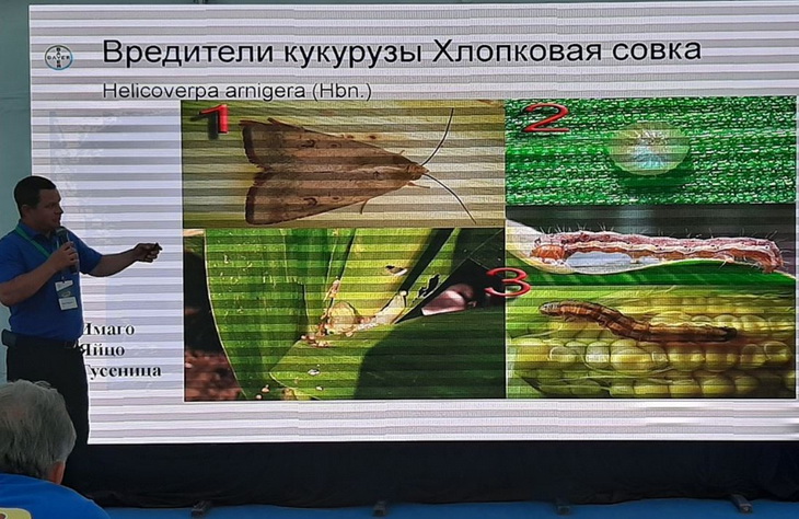 хлопковая совка на кукурузе