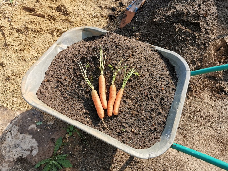 almacenar zanahorias en arena