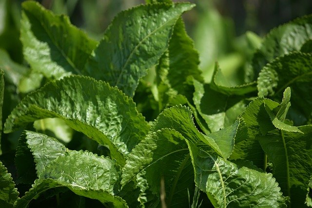 rábano picante contra el escarabajo de la patata de colorado