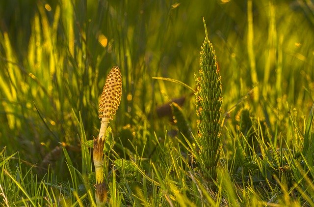 cola de caballo como insecticida