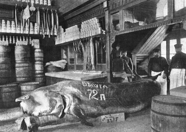 у какой рыбы черная икра в россии. ikra1. у какой рыбы черная икра в россии фото. у какой рыбы черная икра в россии-ikra1. картинка у какой рыбы черная икра в россии. картинка ikra1