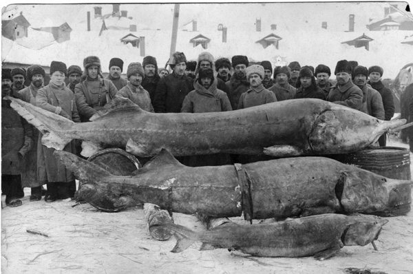 у какой рыбы черная икра в россии. ikra2. у какой рыбы черная икра в россии фото. у какой рыбы черная икра в россии-ikra2. картинка у какой рыбы черная икра в россии. картинка ikra2