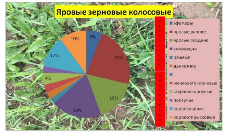 сорняки яровых колосовых