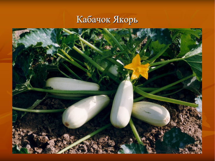 лучшие сорта кабачков