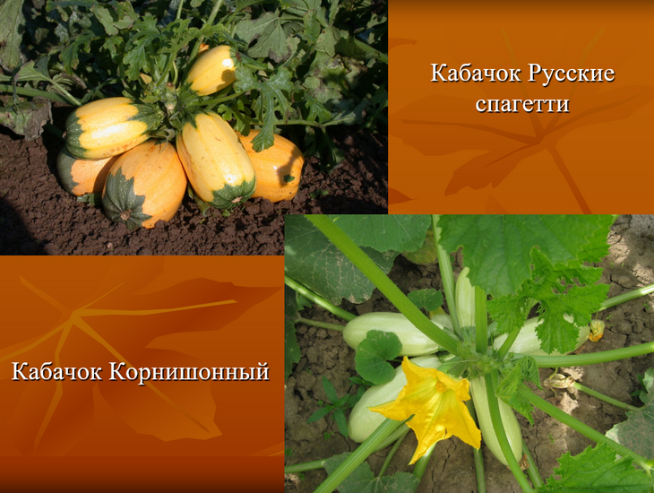 лучшие сорта тыквы