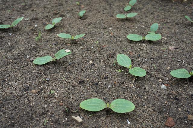 como plantar calabacines