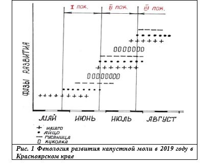 капустная моль в красноярском крае