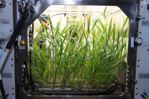 karlikovaja pshenica можно ли посадить растения на марсе