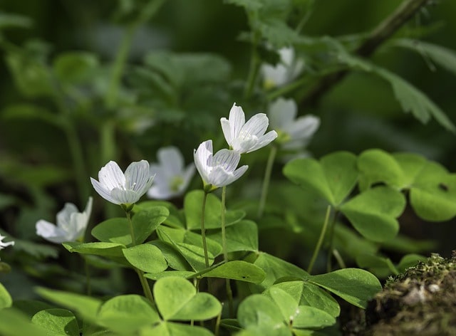 oxalis