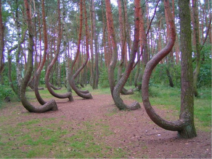 Деревья В Калининграде Фото