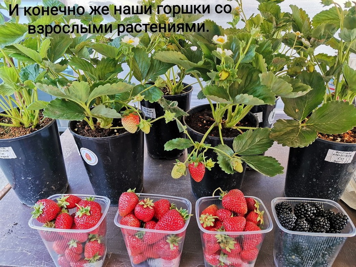 клубника под светодиодами