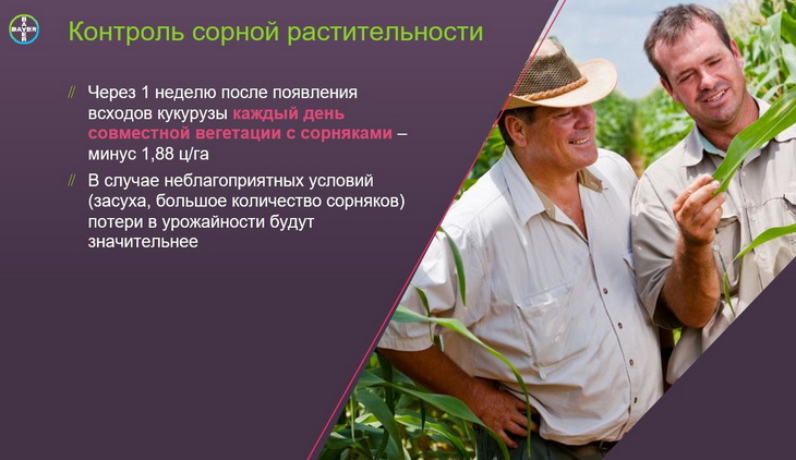 контроль сорной растительности