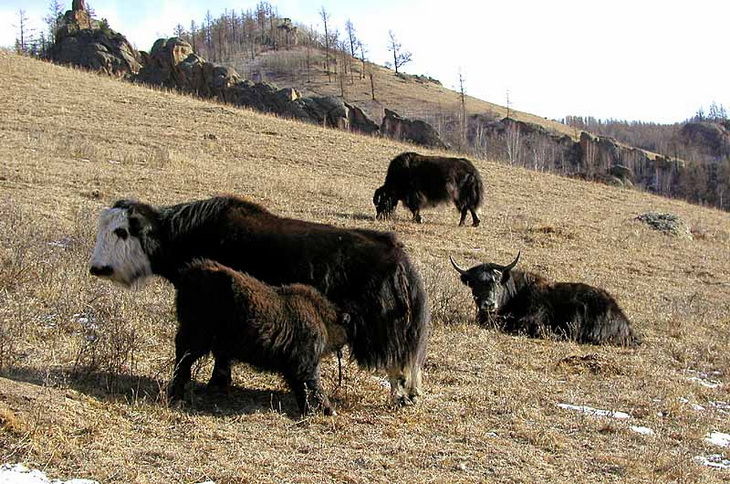 быки на выпасе
