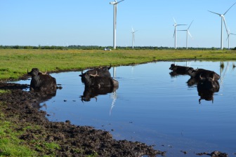 коровы купаются в луже на поле