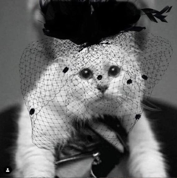 кошка Шупетт