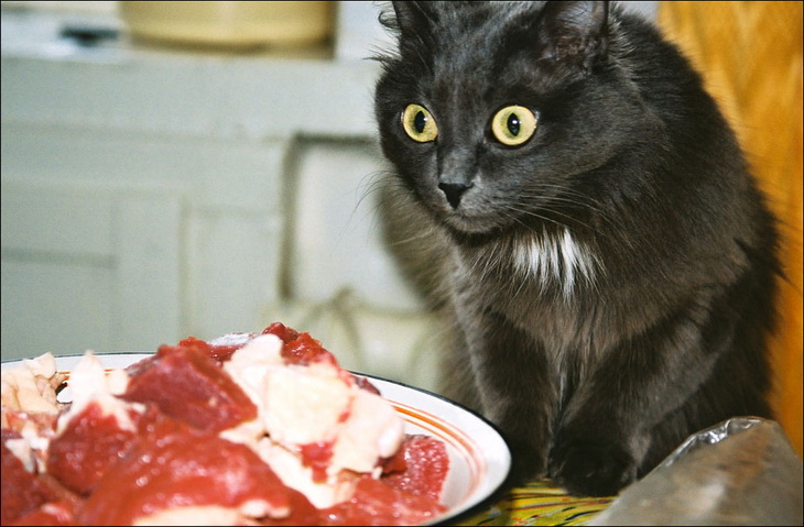 кот и мясо
