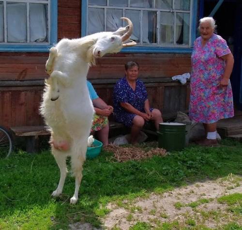 Коза на задних ногах