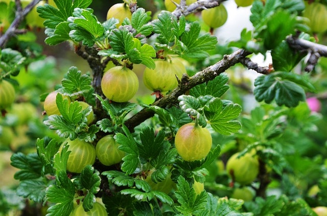 крыжовник для кур