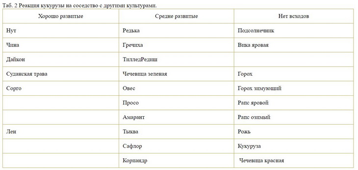 кукуруза и соседи