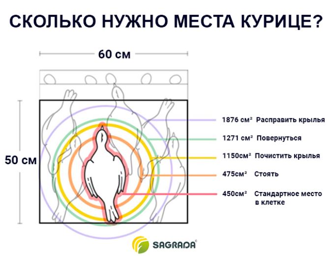 содержание кур