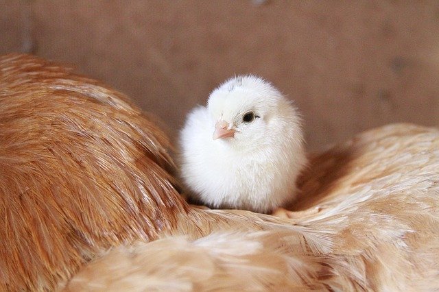 лечебные корма для цыплят