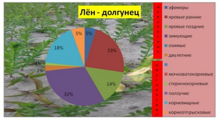 сорняки на льне