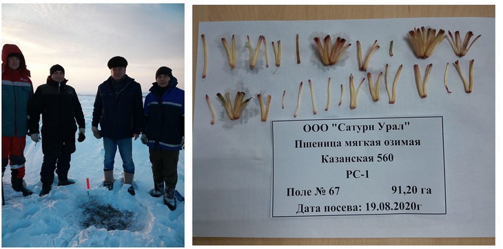 лениногорский озимые
