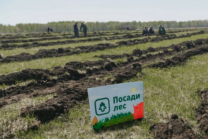 восстановление леса