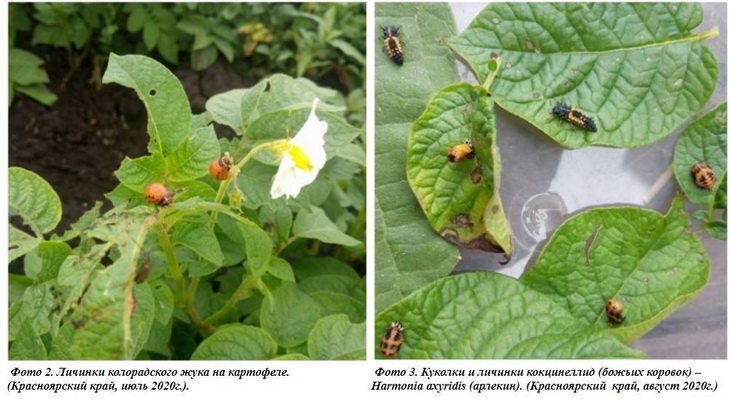 личинки божьей коровки