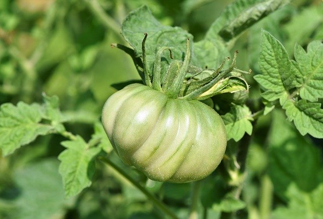 hojas de tomate como insecticida