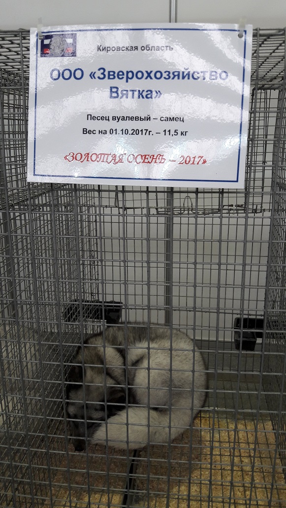 лисы на Золотой осени 2017