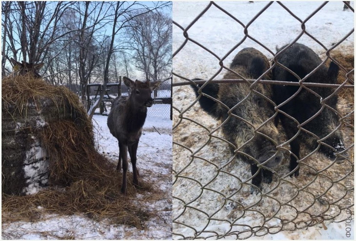 маральник в костроме продукция