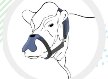 метановый недоуздок для коров