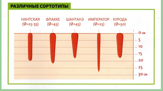 морковь как бизнес