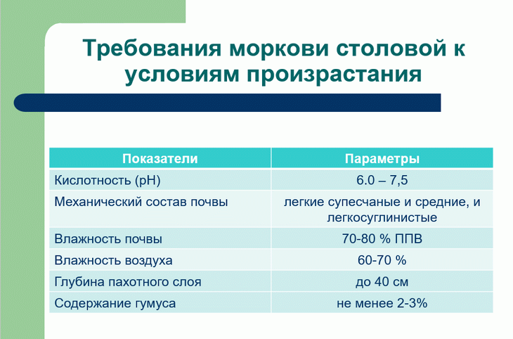 морковь как бизнес