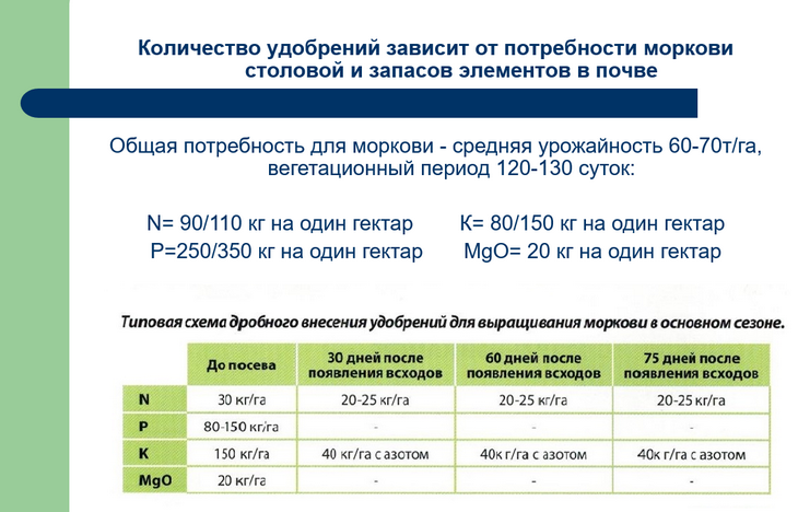 морковь как бизнес