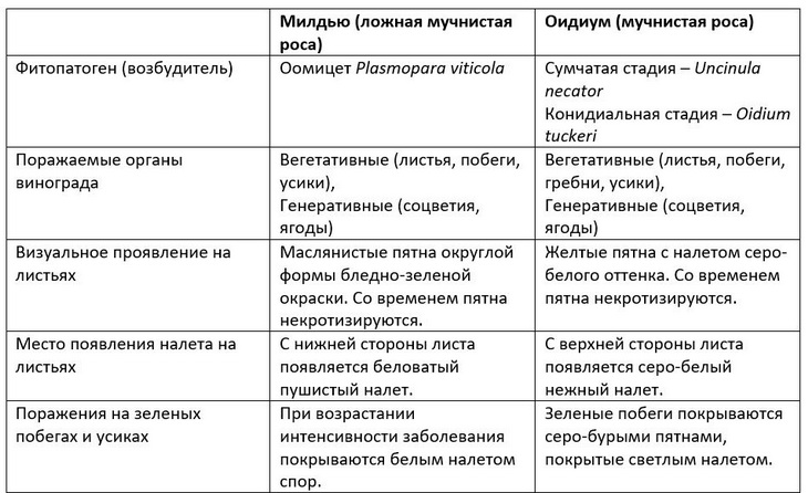 мучнистая и ложная роса винограда